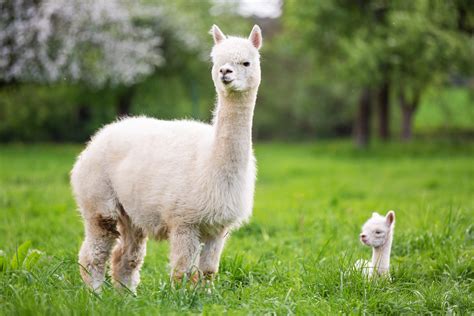 40 Adorable Alpaca Photos to Make You Smile | Reader's Digest