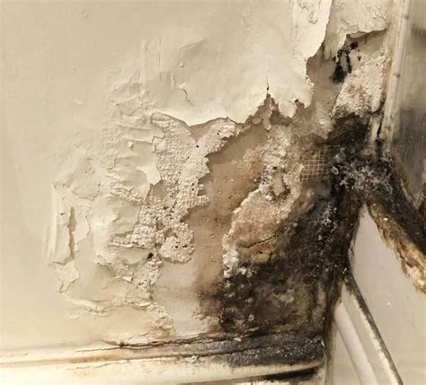 Toilet Leak Ceiling Mold | Shelly Lighting