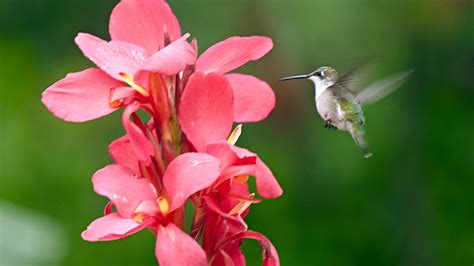 Plants Guaranteed to Attract Hummingbirds | Garden Gate