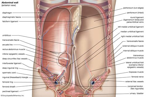 Abdominal cavity | Anatomy, Organs & Functions | Britannica