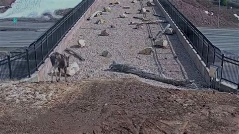 'It's working!' Video shows wildlife crossing bridge built for them to ...