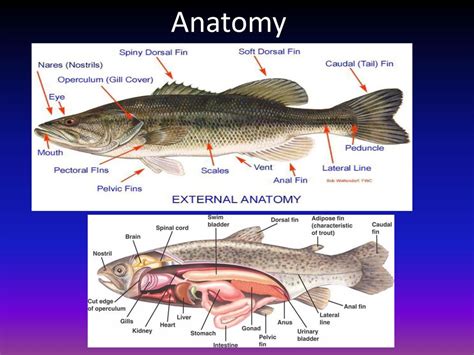 The Anatomy of Fish: Classification, body parts and more