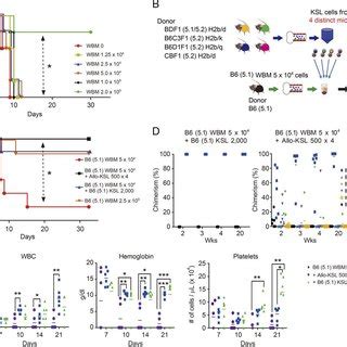 Modeling transplantation of multiple allogeneic progenitors. (A) Cell ...