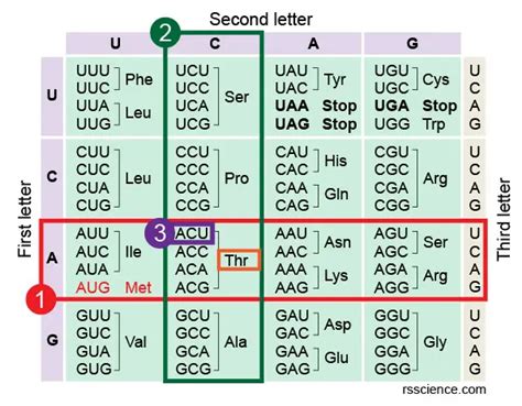 How To Read The Amino Acids Codon Chart Genetic Code And Mrna 15555 ...