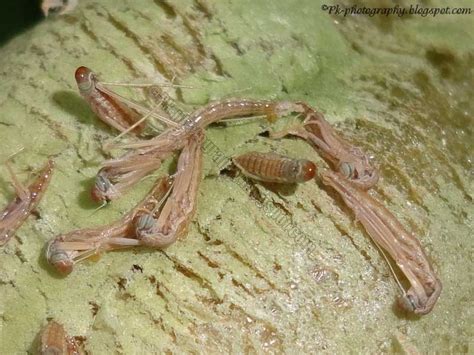 Praying Mantis Hatching | Nature, Cultural, and Travel Photography Blog