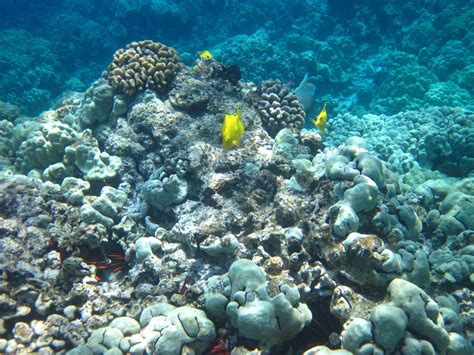 Explore the Vibrant Underwater World of Kealakekua Bay