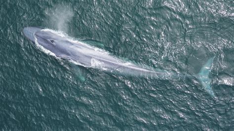 Las ballenas azules bailan con el viento para encontrar comida