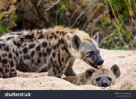 Spotted Hyena Laughing Hyena Crocuta Crocuta Stock Photo 2134881867 ...