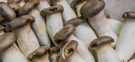 Hydroponic Mushrooms: Growing Mycelium Without Soil! - Hydrobuilder ...