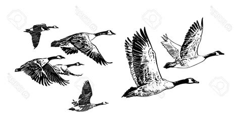 Flying Goose Vector at Vectorified.com | Collection of Flying Goose ...