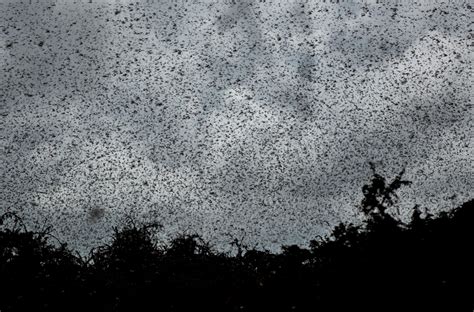 Locusts Are Swarming In Record Numbers In 2020. Why? And ... What Are ...