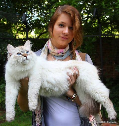 Male Siberian Cat Size