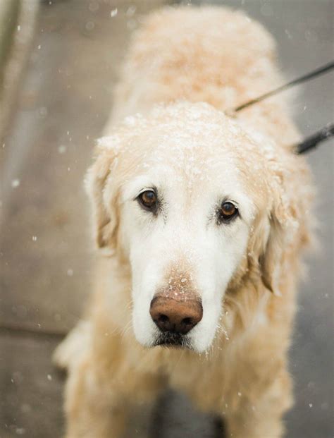 Got a Cold Pup? Keep Your Dog Warm With These Tips