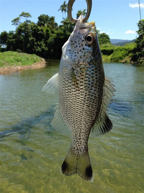 Fish Species Of North Queensland - Jungle Perch