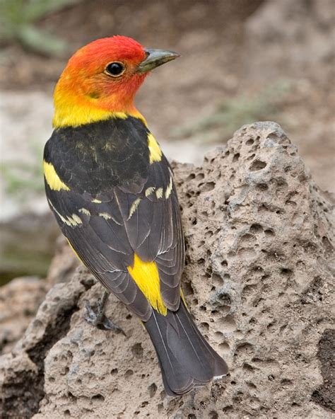 Western Tanager - Coniferous Forest