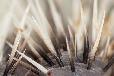 Hedgehog Spines: Everything you Need To Know About Hedgehogs Amazing ...