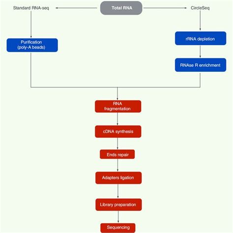 Standard RNA-Seq and the adapted CircleSeq sequencing protocols.... | Download Scientific Diagram