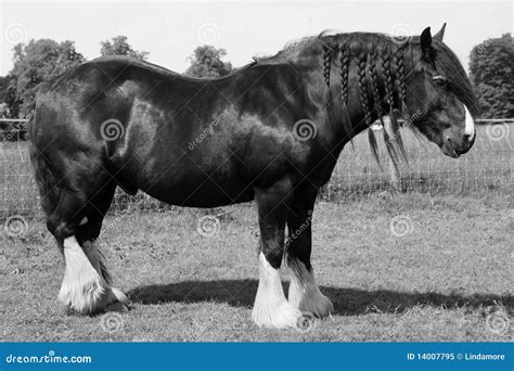 Black Shire Horse Royalty Free Stock Photo - Image: 14007795