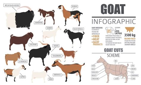 Types Of Goats Breeds Chart