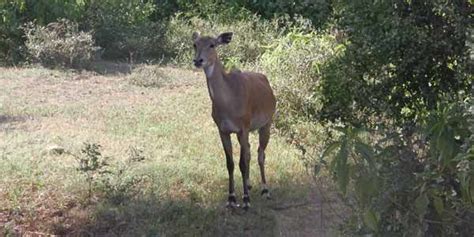 Sariska National Park - Where The Tigers Roar (for few lucky ones ...