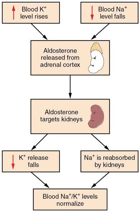 Aldosterone, which is released by the adrenal gland, facilitates ...