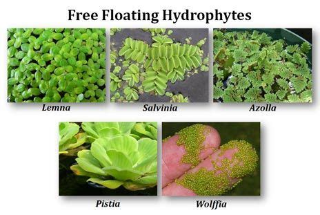 examples of floating hydrophytes | Biology class, Ecology, Pond plants