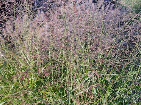 Lovegrass Farm: Panicum virgatum Ornamental Grass at Lovegrass Farm