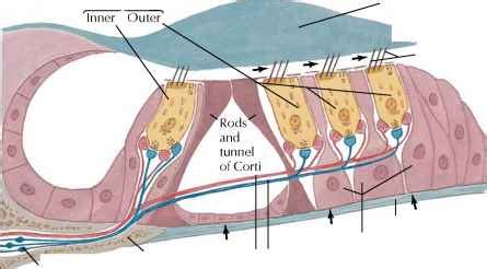 Reticular Formation - Spinal Nerve - RR School Of Nursing