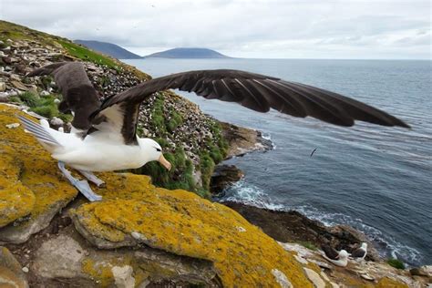 Albatross Pictures - AZ Animals