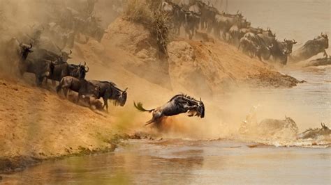 Mara River Crossing – Bing Wallpaper Download