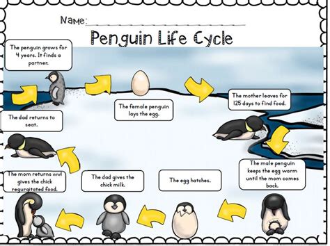 Penguin Life Cycle Worksheet