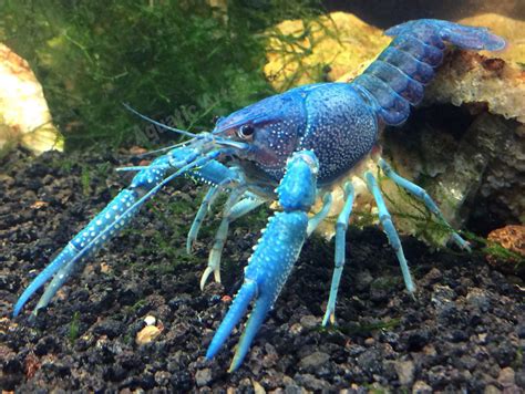 Electric Blue Crayfish - Aquatic Arts on sale today for $ 14.99