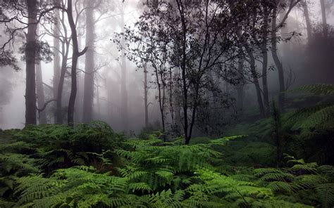 Raining Forest Wallpapers - Wallpaper Cave