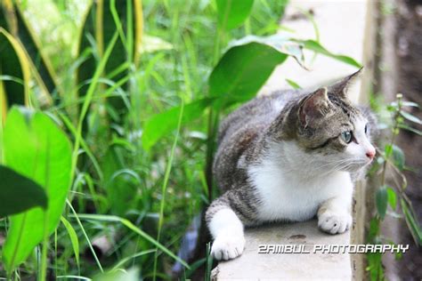 ZAMBUL PHOTOGRAPHY: Kucing Rumah