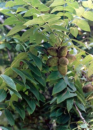 Butternut Tree Photos, Facts on Butternut Trees