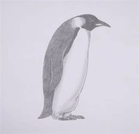 Realistic Penguin Drawings In Pencil