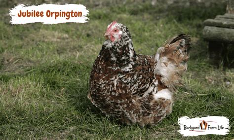 Jubilee Orpington Vs. Speckled Sussex Chickens (What's The Difference)