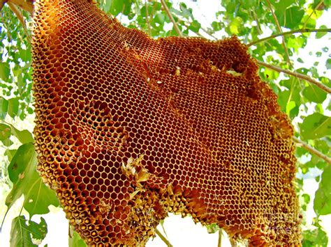 Honey Bee Hive Photograph by Irfan Gillani - Fine Art America