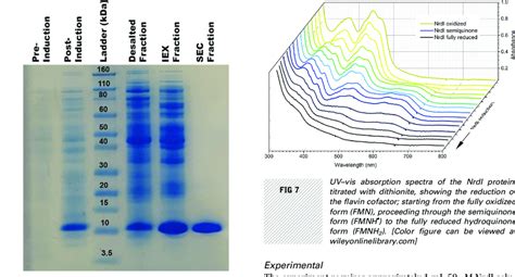 SDS-PAGE analysis of protein expression and protein purity succeeding ...