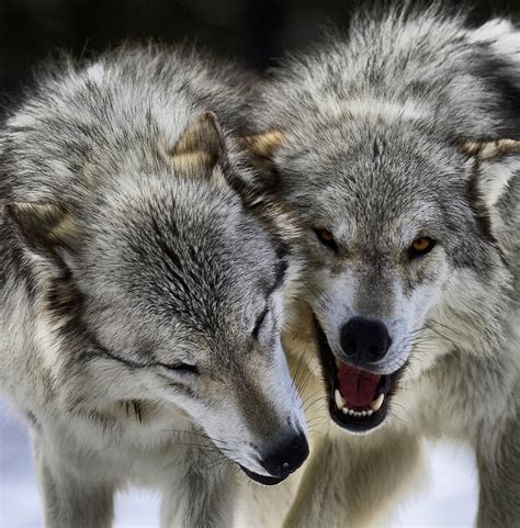 Wolves in Yellowstone National Park 2024-2025 - Rove.me