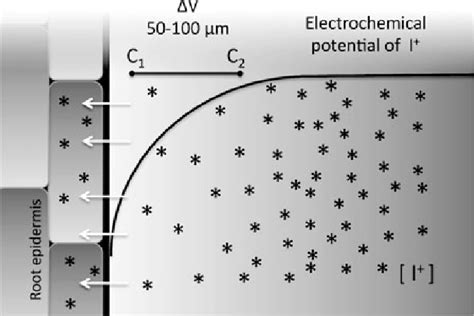 1 Electrochemical gradient of a ion I + in the rhizosphere surrounding ...