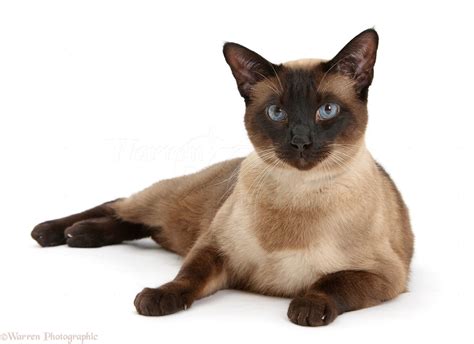 Seal point Siamese-cross cat photo WP31533