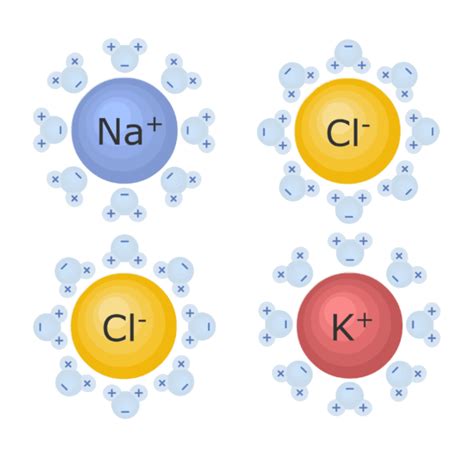 Cations and Anions: examples and diagrams | GetBodySmart