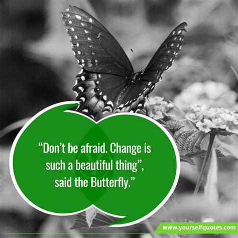 55 Quotes About Butterfly, Quotes For Butterfly - Happily Evermindset