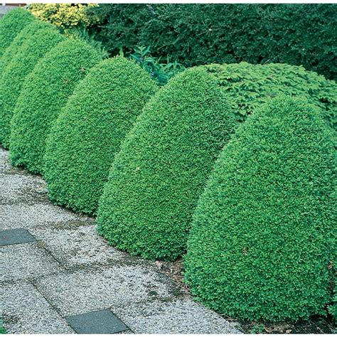 Shop 3.25-Gallon Common Boxwood Foundation/Hedge Shrub (L2572) at Lowes.com