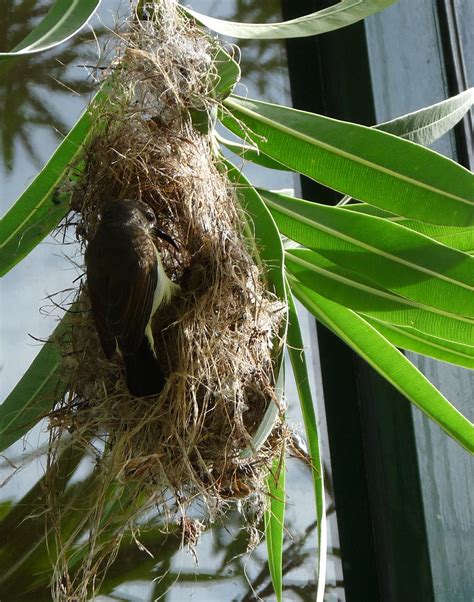 Purple-rumped Sunbird at nest | Purple-rumped Sunbird "Necta… | Flickr