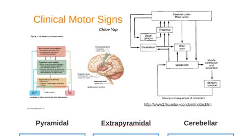 Extrapyramidal Symptoms Diagram