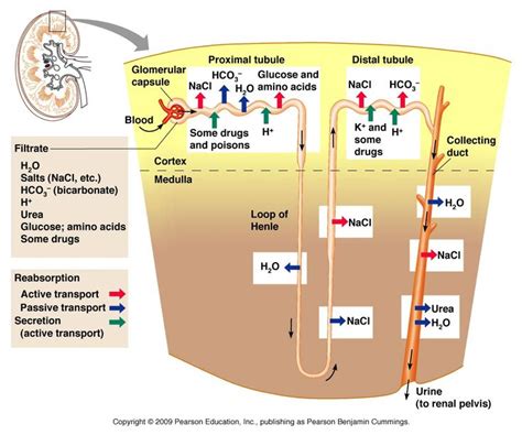 Renal Protein Reabsorption | Proximal Convoluted Tubule | Renal ...