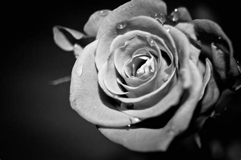 Black And White Rose Wallpaper - WallpaperSafari