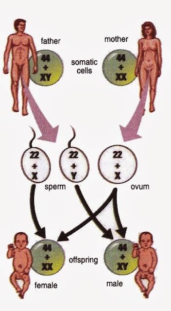 The Structure of Human Chromosome, XX And XY - New Science Biology